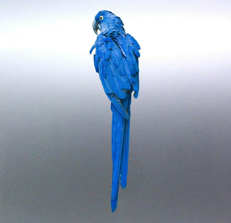 blue parrot Macaw Sticker Vinyl cut decal Australi