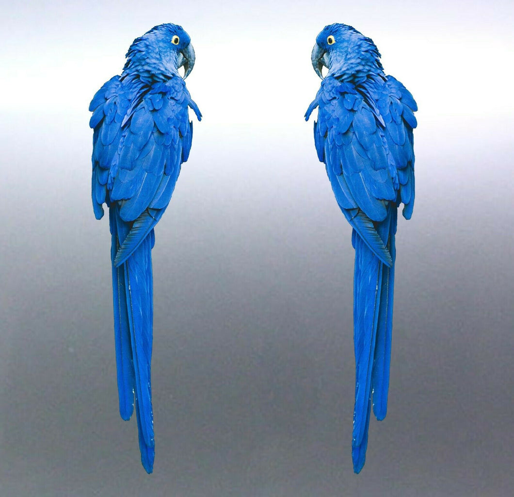Mirrored pair blue parrot Macaw Stickers Vinyl cut