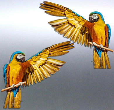 Mirrored Macaw Stickers Vinyl decal of real photo 