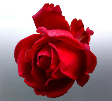 Rose Sticker vinyl cut photo red colour decal Aust