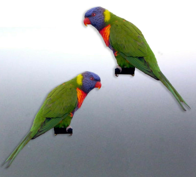 Mirrored pair of Rainbow lorikeet Stickers Vinyl c