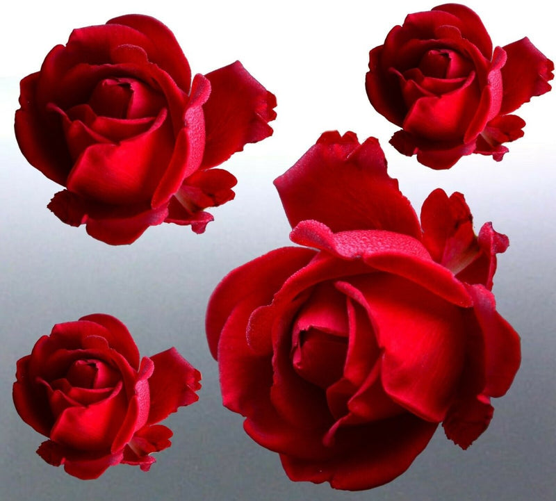 4 x roses Stickers vinyl cut photo red Australia d