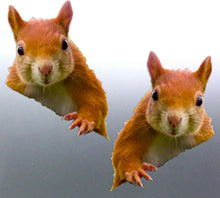 Load image into Gallery viewer, Mirrored pair of Squirrels peeking sticker Animals decal

