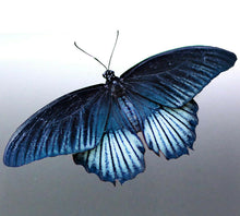 Load image into Gallery viewer, Butterfly vinyl cut Sticker 165 x 105 mm bug triba
