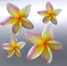 Load image into Gallery viewer, 4 x frangipani Sticker vinyl cut pink and yellow c
