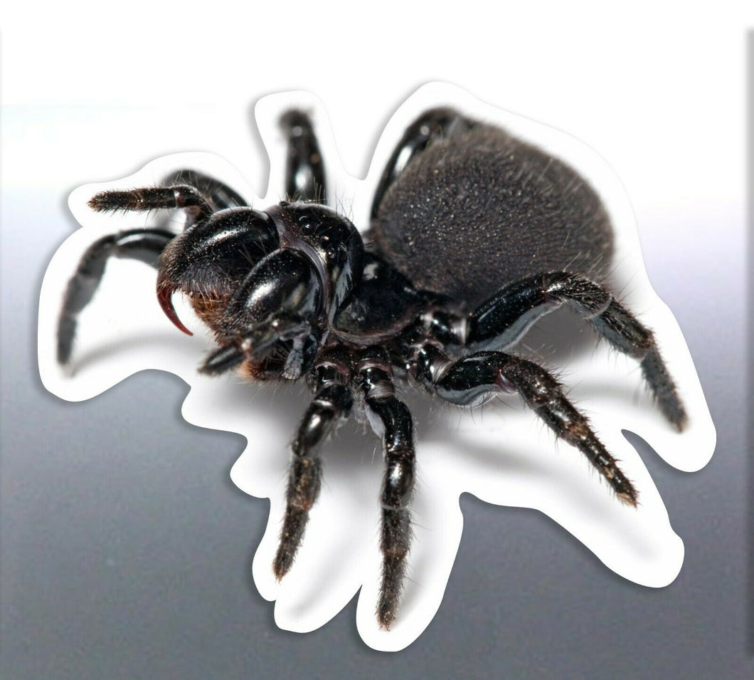 10 Mouse Spider decal Vinyl cut sticker 60 mm for 