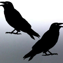 Load image into Gallery viewer, Mirrored pair of Crows Sticker Vinyl cut solid bla
