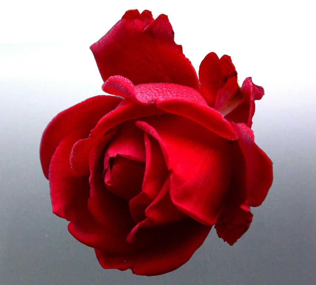 Rose Sticker 110 mm vinyl cut photo red colour dec