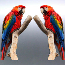 Load image into Gallery viewer, Mirrored pair Macaw Stickers Australia made 180mm 
