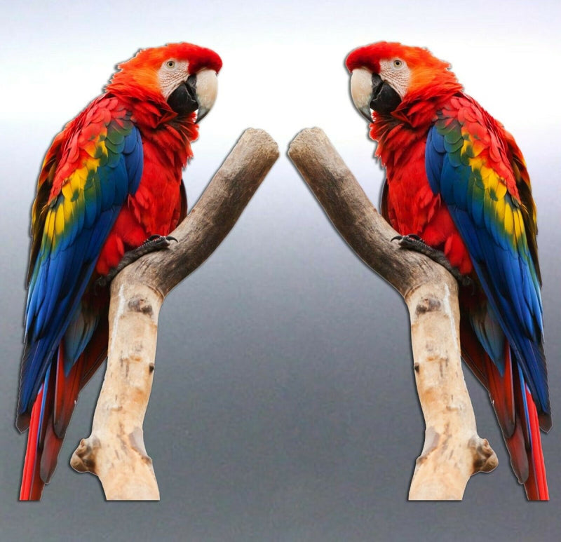 Mirrored pair Macaw Stickers Australia made 180mm 