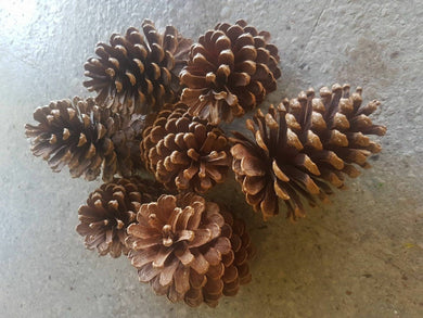 5 to 8 Large Real Pine cones Decorations wedding design