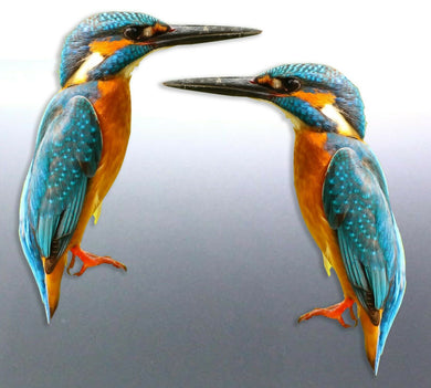 Mirrored pair Kingfisher Stickers Vinyl cut  real 