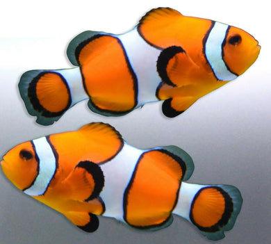 Mirrored pair Clownfish stickers Great barrier ocean