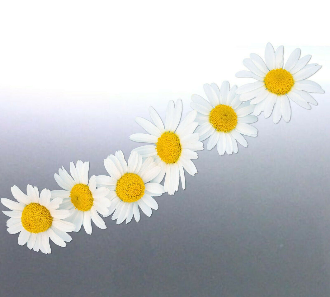 Daisy Sticker vinyl cut white & yellow colour Comm