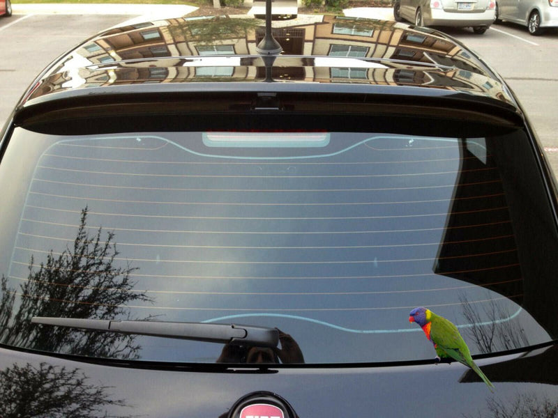 Rainbow lorikeet Sticker Vinyl cut Australia made 