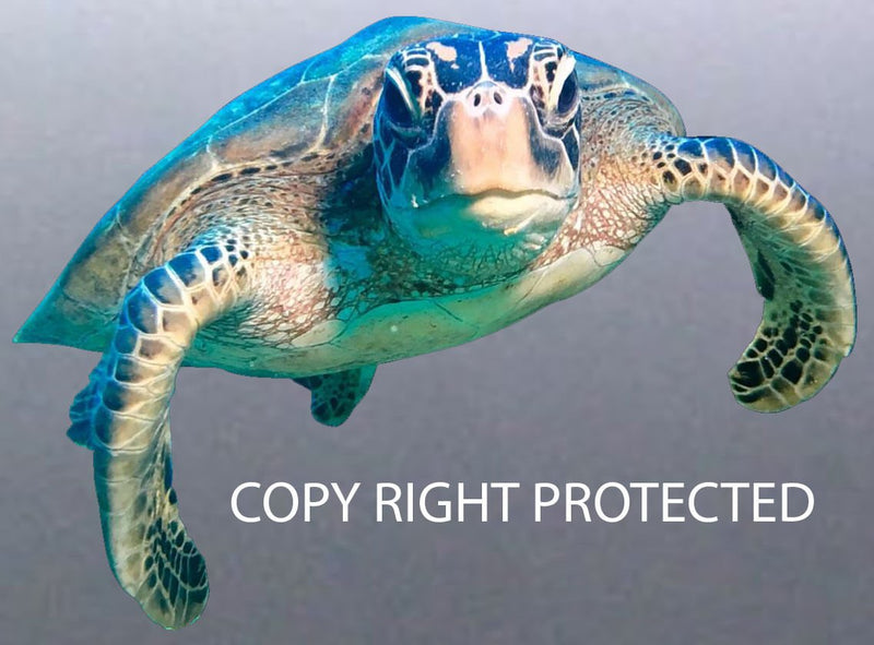 Turtle Sticker Great Barrier Reef Dude Full High Q