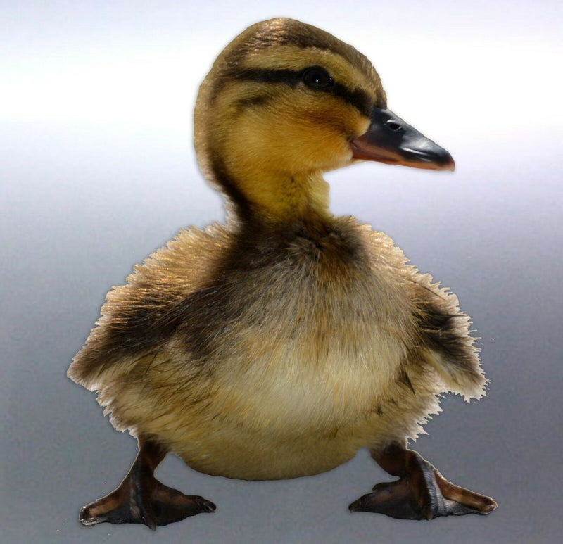 baby duckling Sticker Vinyl cut Australia real pho