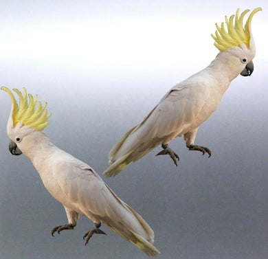 Mirrored sulphur crested cockatoo Stickers Vinyl d