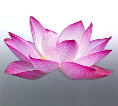 Lotus Sticker vinyl cut white pink colour blossom 