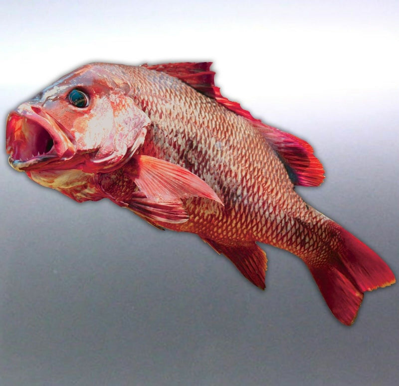 Mangrove Jack Sticker boat Spearfishing Australia 