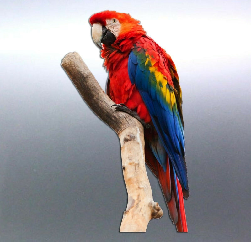 Macaw Sticker Vinyl cut  decal Australian made rea