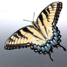Load image into Gallery viewer, Butterfly decal vinyl cut car Sticker bug tribal design
