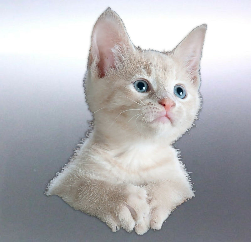 Baby kitten Sticker Vinyl cut Australia real photo