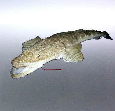 Flathead Fish rod fishing Vinyl cut Sticker Austra