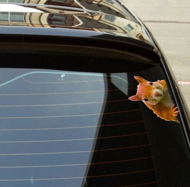 Squirrel peeking sticker Animals Vinyl cut Sticker decal