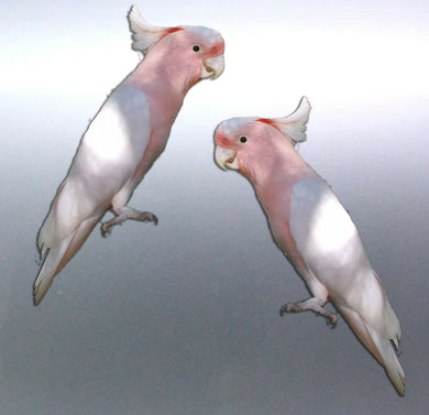 Mirrored pair pink cockatoo decal Sticker Vinyl cu