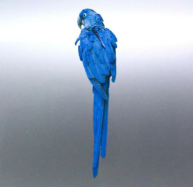 Blue parrot Macaw Sticker Australia made 210mm vin