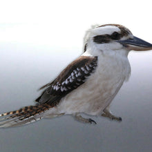 Load image into Gallery viewer, native Kookaburra Sticker Vinyl cut Australian mad
