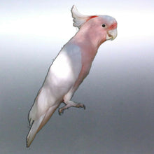 Load image into Gallery viewer, Pink Cockatoo decal Sticker Vinyl cut Australian m
