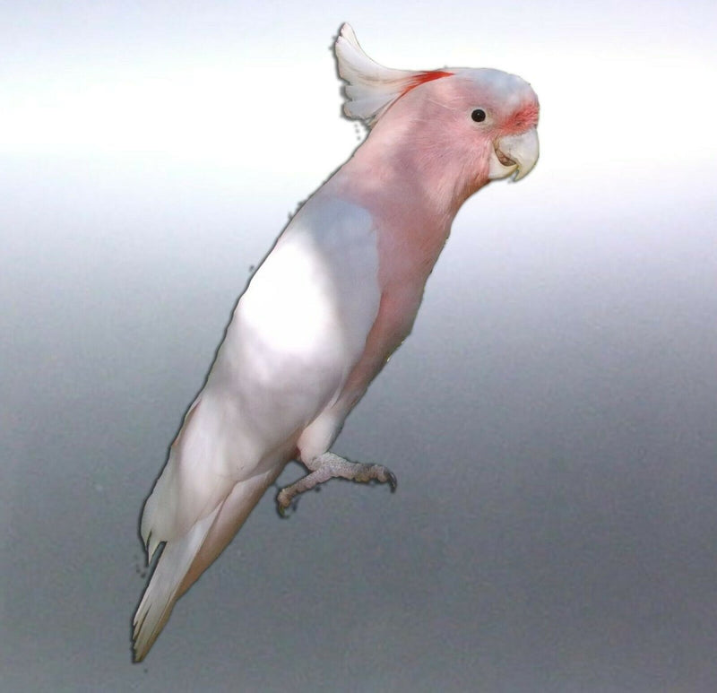Pink Cockatoo decal Sticker Vinyl cut Australian m