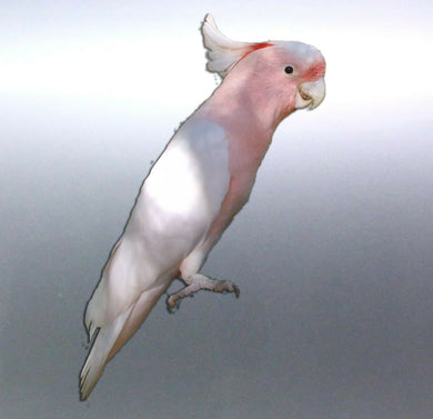 Pink Cockatoo decal Sticker Vinyl cut Australian m